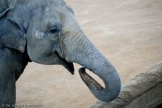 Asiatischer Elefant (6 von 21).jpg